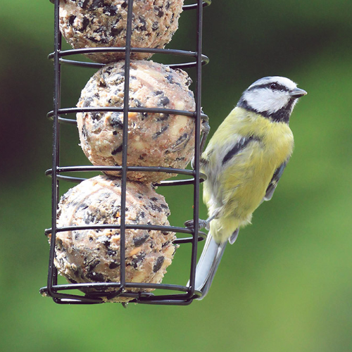Henry Bell Wild Bird Care - Chosen With Care Since 1825