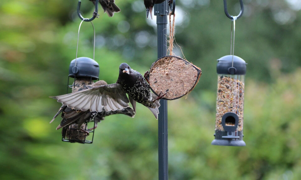 Bird flying from bird feeder